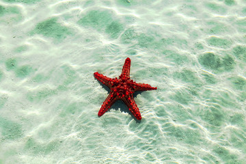 Fototapeta na wymiar Starfish in water