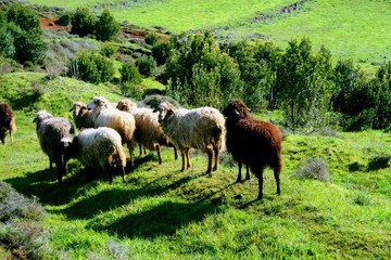 Sheeps