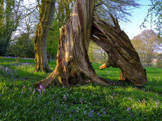 Golden evening light on bluebells in wood near Hambledon, Hampshire, UK