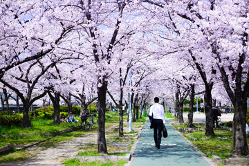 ビジネスマンと桜のトンネル