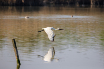 spatola in volo
