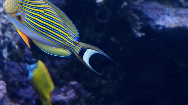 Blue banded surgeonfish (Acanthurus lineatus), also known as the zebra surgeonfish.
Tropical fish in the marine aquarium.