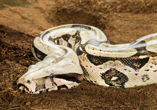 Close up of beautiful Female Boa constrictor constrictor – Surinam Guyana, in motion