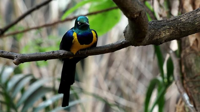 Golden-breasted Starling, Cosmopsarus regius, Glossy Starling sitting on the tree branch. Beautiful shiny bird in the green forest.