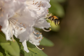 Hummel fliegt Rhododendron an