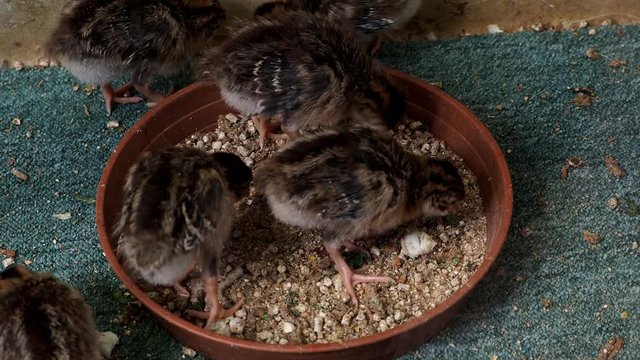 Chicks feeding (Numida meleagris), beautiful chickens