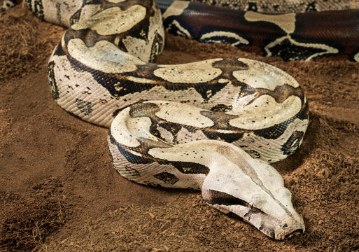 Close up of female Boa constrictor constrictor – Surinam Guyana, with curved body in motion