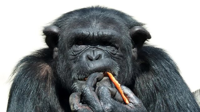 A chimpanzee (Pan Troglodytes) eating a vegetable. Portrait of the chimpanzee. 