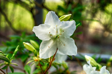 White azalea flowers on a bush in the spring garden