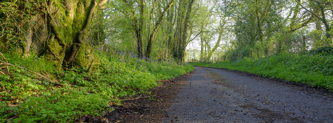 Bluebells and a country lane, near Soberton, Hampshire, UK
