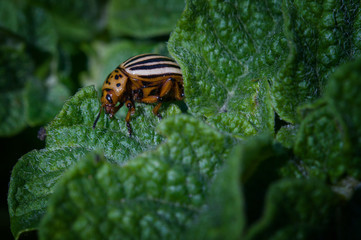 Colorado beetle on a sheet of potato bush in the garden. A dangerous pest for agriculture. Macro. 