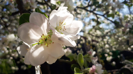 white apple blossoms in spring