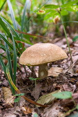 Porcini mushroom grows on the forest floor at autumn season..