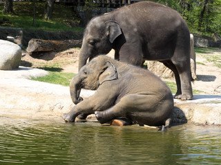 Fototapeta na wymiar Baby games in the water, Asian Elephant, Elephas maximus