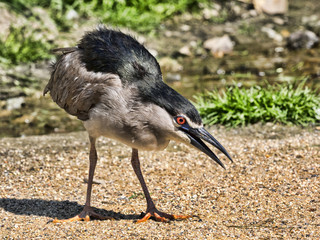 Black-crowned Night Heron, Nycticorax nycticorax, fish mostly at night