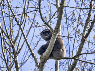 A male rare Silver Gibbon, Hylobates moloch, sitting on a tree
