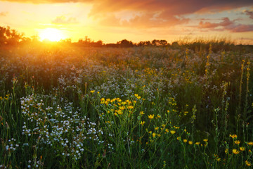 Wildflowers