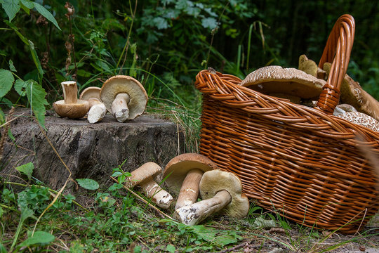 Groups of porcini mushrooms (Boletus edulis, cep, penny bun, porcino or king bolete) and wicker basket on natural wooden background..