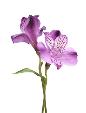 Alstroemeria