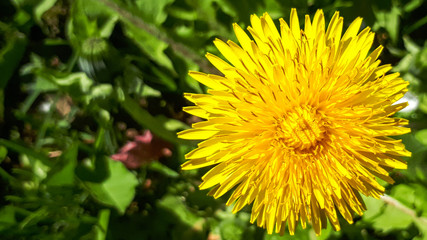 Closeup of a bright yellow blooming Sow Thistle (Sonchus oleraceus) on green grass background.