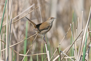 The Savi's warbler (Locustella luscinioides) the male sits on a branch of the reed and listens to the opponent's song