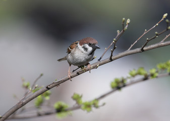 a tree sparrow Sitting on a thin branch on a blurred isolated background