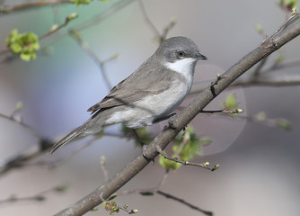 The lesser whitethroat (Sylvia curruca) sits on a branch and looks at the camera. The bird is isolated on a blurred background. Very close up photo