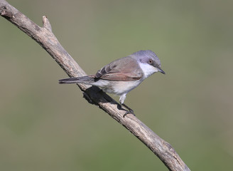 The lesser whitethroat (Sylvia curruca) sits on a branch and looks at the camera. The bird is isolated on a blurred background. Very close up photo