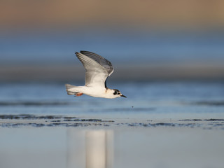 A young little gull in flight over the shore of a estuary