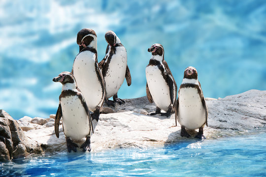 group of funny penguins