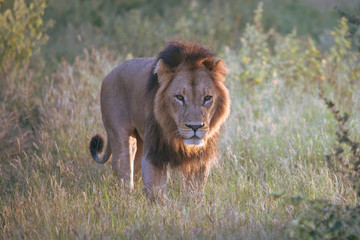 Mighty Lion watching the lionesses who are ready for the hunt in Masai Mara, Kenya (Panthera leo)	