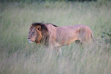 Mighty Lion watching the lionesses who are ready for the hunt in Masai Mara, Kenya (Panthera leo)	