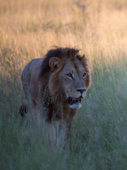 Mighty Lion watching the lionesses who are ready for the hunt in Masai Mara, Kenya (Panthera leo)	