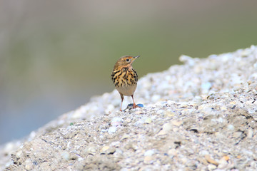A  red-throated pipit (Anthus cervinus) female sits on the ground among the grass and looks at the camera. Close upand detailed photo