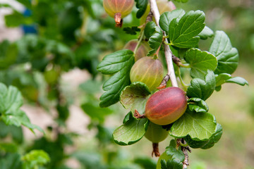 Branch of gooseberry with green berries and leaves in the garden..