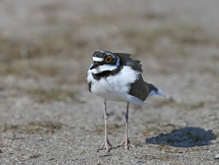 A male little ringed plover in  breeding plumage standing in the sand close up photo