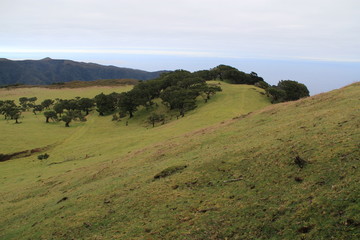 Fototapeta premium forêt de laurier de Fanal, Madère