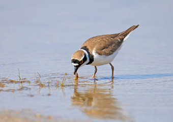 A little ringed plover keeps a beak and eats a small shrimp in a blue water