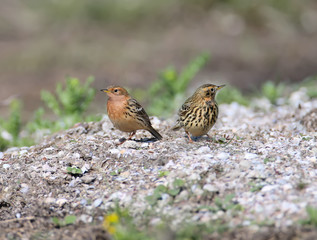 A  red-throated pipit (Anthus cervinus) female and male together sits on the ground among the grass and looks at the camera. Close upand detailed photo