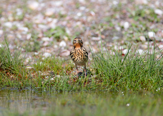 A  red-throated pipit (Anthus cervinus) female stands on the ground among the grass and looks at the camera. Close upand detailed photo