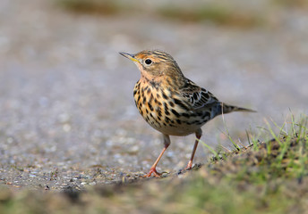 A  red-throated pipit (Anthus cervinus) female sits on the ground among the grass and looks at the camera. Close upand detailed photo
