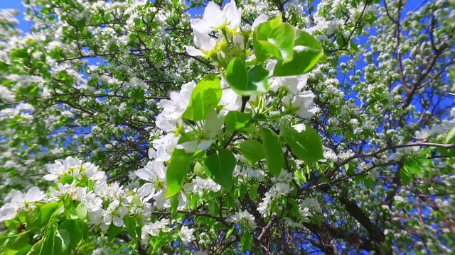 White apple-tree flowers on blue sky background