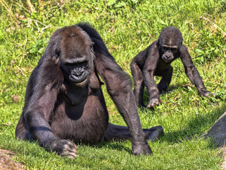 Naklejka premium Western Lowland Gorilla, Gorilla g. gorila, teaches the young to collect food