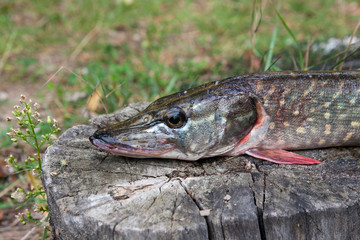Close up view of freshwater pike fish lies on a wooden hemp..