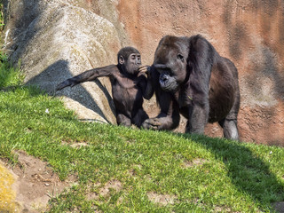 Fototapeta premium Western Lowland Gorilla, Gorilla g. gorila, teaches the young to collect food