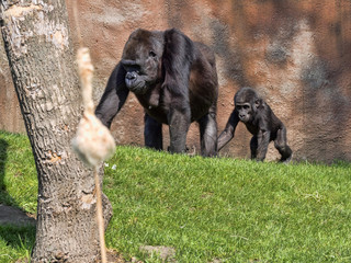Naklejka premium Western Lowland Gorilla, Gorilla g. gorila, teaches the young to collect food