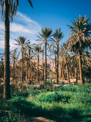 Fototapeta premium Palms