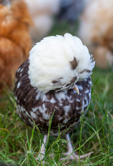 Poule de collection © Thomas Launois