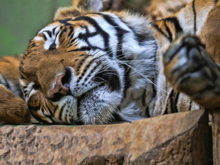 Portrait of Indochinese tiger, Panthera tigris corbetti, sleeping animal