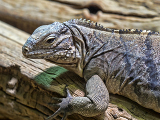 The young Cuban Ground Iguana, Cyclura n. nubila on a branch